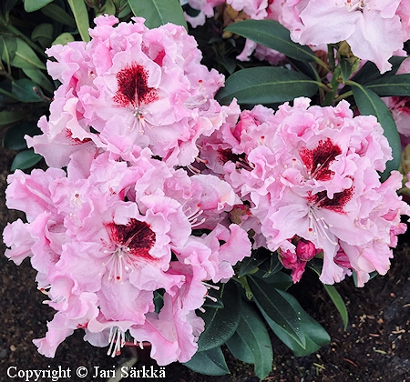 Rhododendron 'Royal Butterfly', alppiruusu